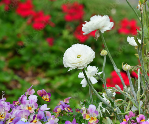 small white rose with blurred background