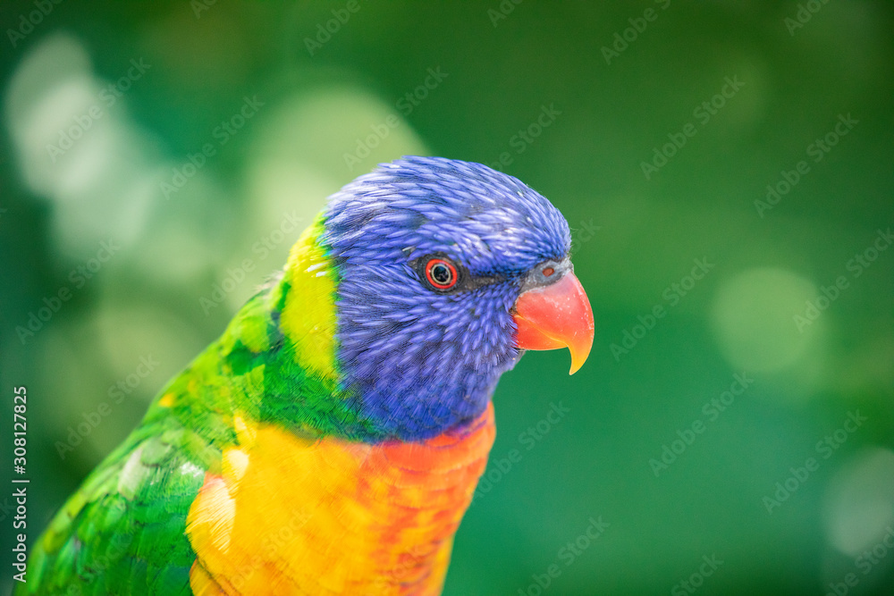Close up of a Lorikeet perched on a branch