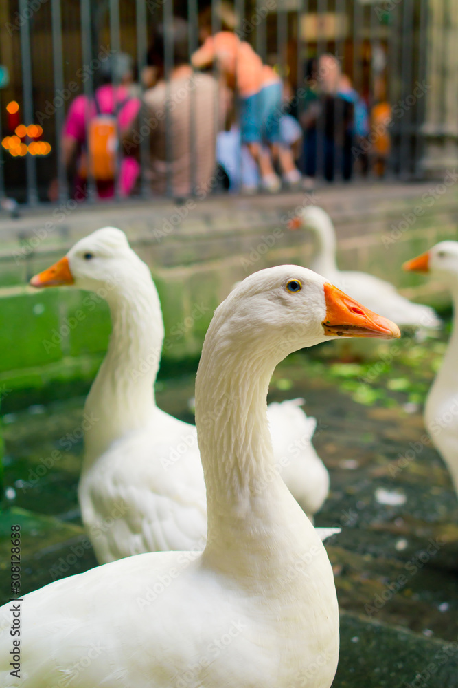 Snow goose in the Cathedral of Saint Eulalia, Barcelona. Snow goose in the Cathedral of Saint Eulalia, Barcelona.