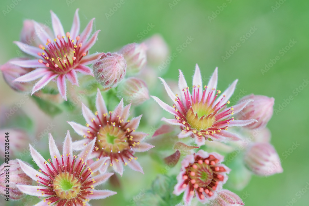 Obraz premium bright macro photo of red blooming sempervivum succulent