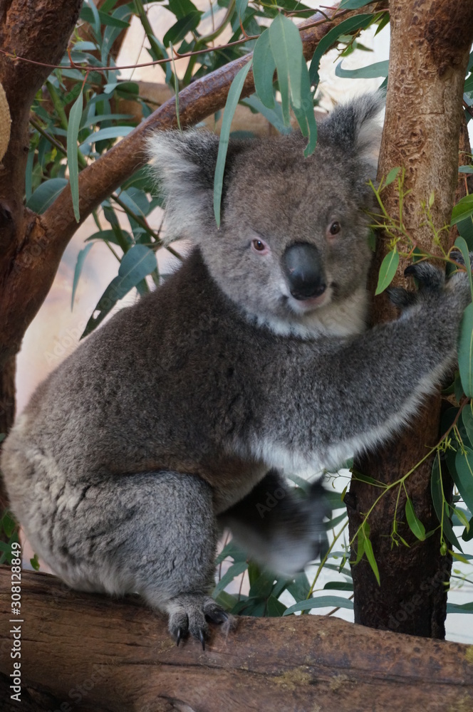 Naklejka premium コアラ