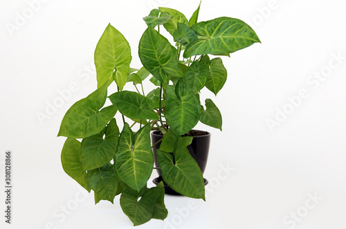 Beautiful syngonium podophyllum is a popular houseplant