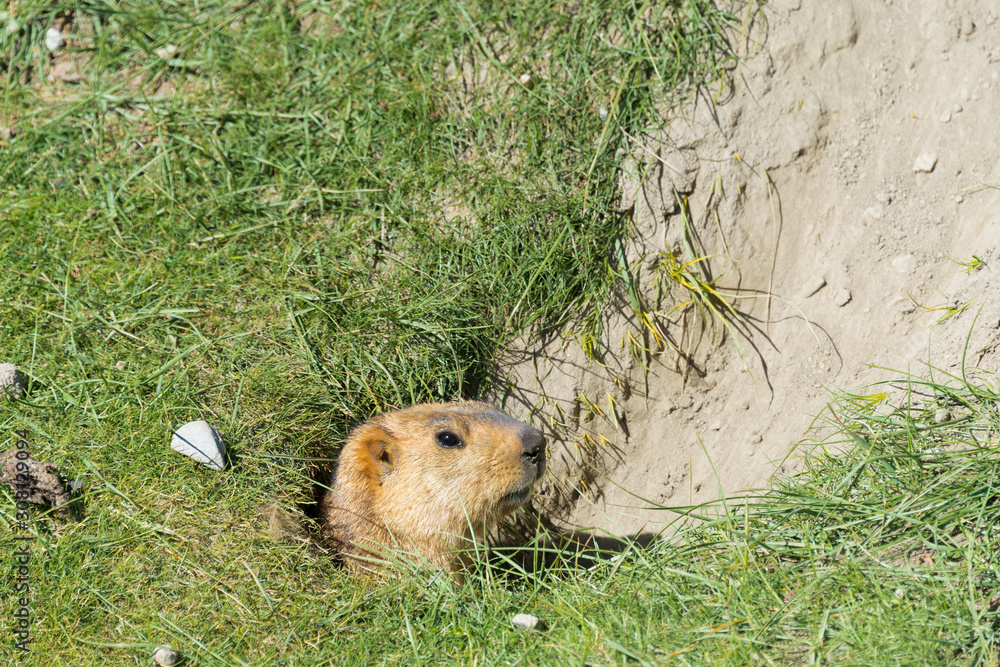 Ladakh, India - Aug 08 2019 - Himalayan Marmot at Pangong Lake in Ladakh, Jammu and Kashmir, India. The Lake is an endorheic lake in the Himalayas situated at a height of about 4350m. Ladakh, India - Aug 08 2019 - Himalayan Marmot at Pangong Lake in Ladakh, Jammu and Kashmir, India. The Lake is an endorheic lake in the Himalayas situated at a height of about 4350m.