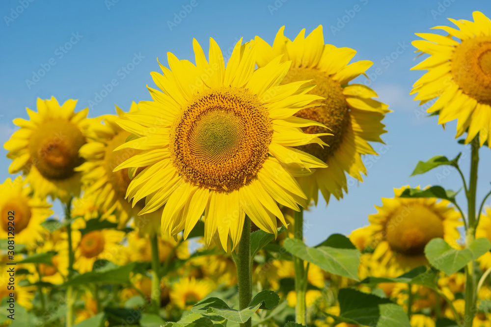 Field of blooming sunflowers on a background of blue sky