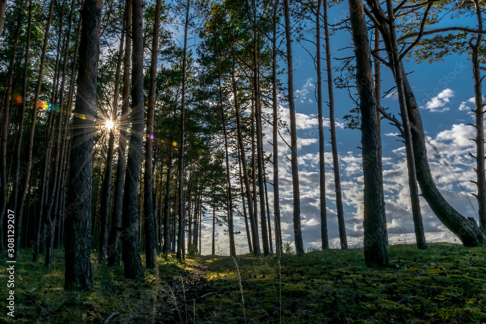 Sunny summer pine forest and blue sky