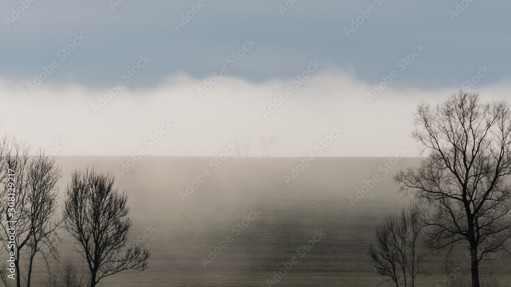 A few bare trees stand at the top of the hill in the fog