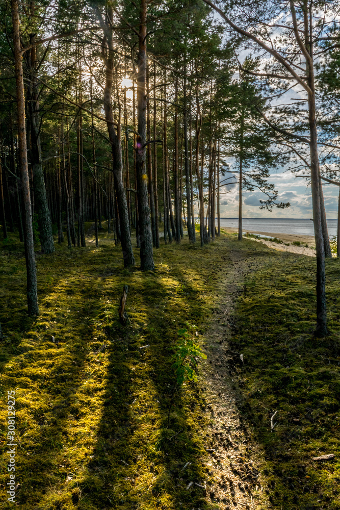 Obraz premium Path in the forest, sun and blue sky