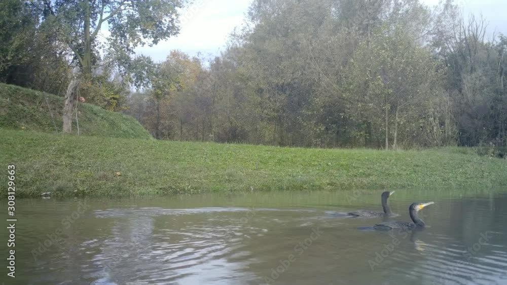 Couple of Great Black Cormorant (Black Shag or Phalacrocorax Carbo) in a Lake. Water Birds and Nature FullHD Video. Couple of Great Black Cormorant (Black Shag or Phalacrocorax Carbo) in a Lake. Water Birds and Nature FullHD Video.