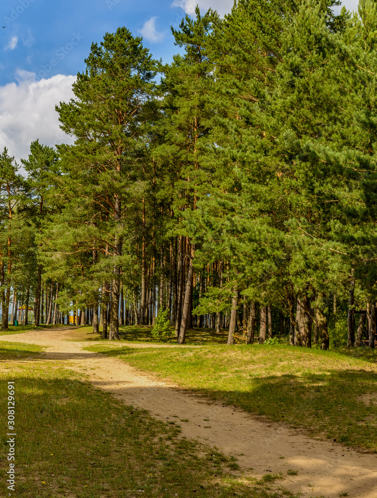 Forest road to the beach on the Zaslavl water reservoir.