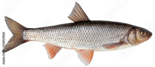 Freshwater fish isolated on white background closeup. The common dace, also known as  dace or the Eurasian dace is a fish in the carp family Cyprinidae, type species: Leuciscus leuciscus.