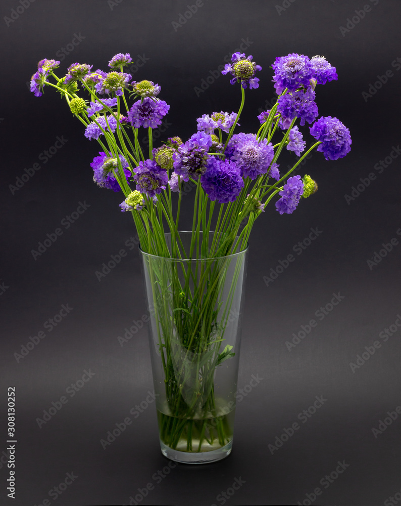 lilac flowers on a dark background place for text flowers scabioses