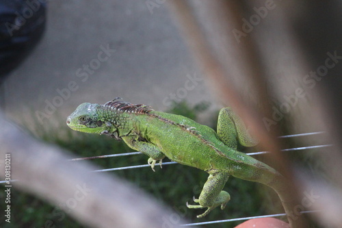 Wallpaper Mural iguana Torontodigital.ca