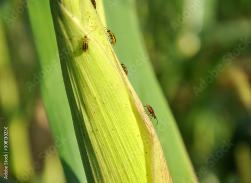 On a corn cob Western corn beetle © orestligetka