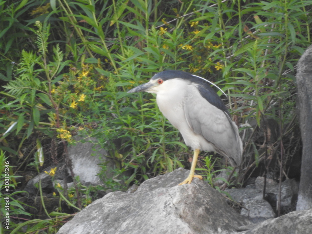 Obraz premium black capped night heron