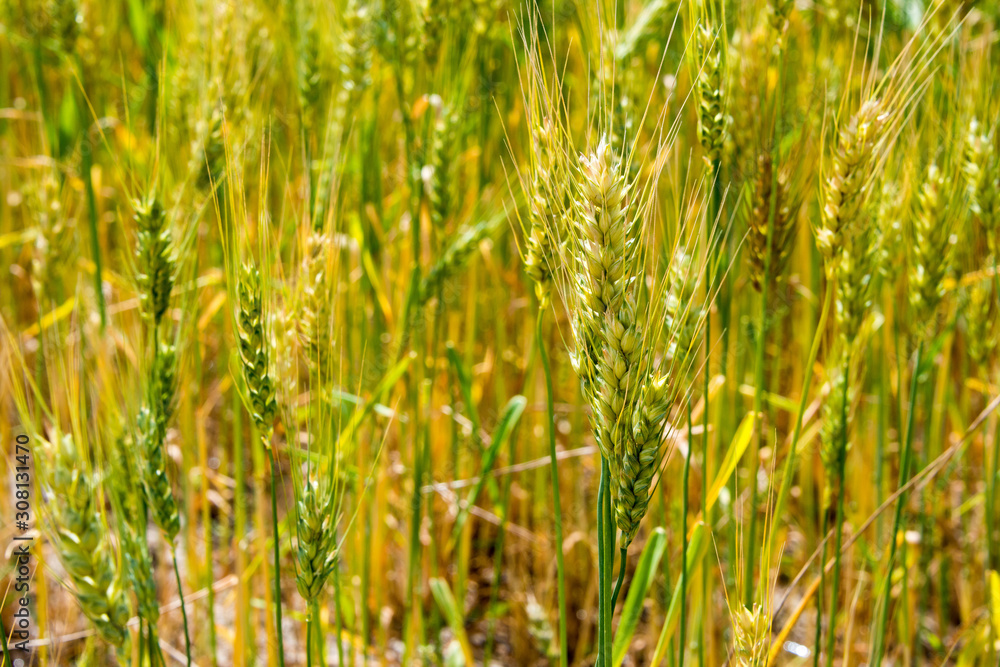 Obraz premium Zanskar, India - Aug 15 2019 - Wheat field at Padum Village in Zanskar, Ladakh, Jammu and Kashmir, India.