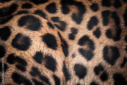 Amur leopard fur texture closeup