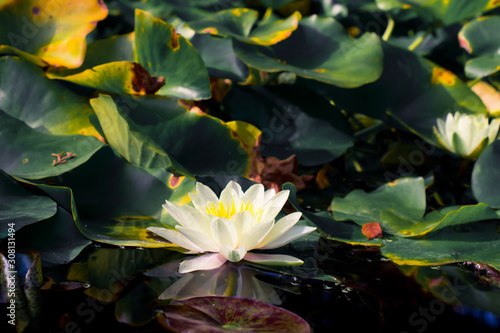 Fototapeta Water lilies in pond