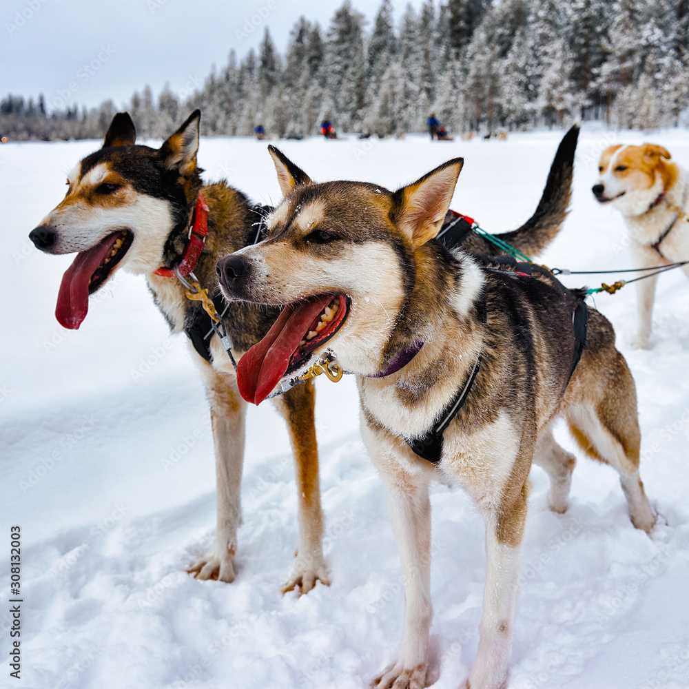 Husky family dog sled in winter Rovaniemi of Finland of Lapland. Dogsled ride in Norway. Animal Sledding on Finnish farm after Christmas. Fun on sleigh. Safari on sledge and Alaska landscape. Husky family dog sled in winter Rovaniemi of Finland of Lapland. Dogsled ride in Norway. Animal Sledding on Finnish farm after Christmas. Fun on sleigh. Safari on sledge and Alaska landscape.