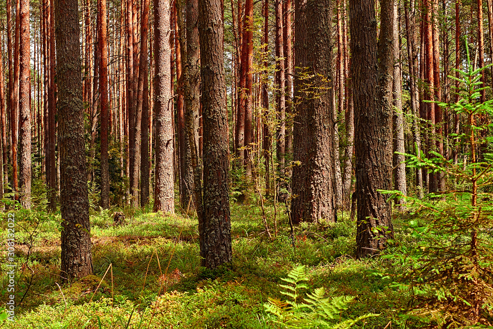 Obraz premium tree trunks in a pine forest on a sunny day