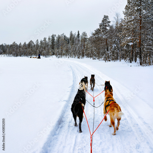 Husky family dog sled in winter Rovaniemi of Finland of Lapland. Dogsled ride in Norway. Animal Sledding on Finnish farm after Christmas. Fun on sleigh. Safari on sledge and Alaska landscape.