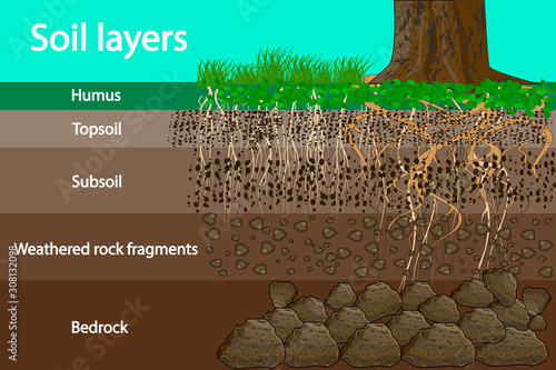 Soil layers. Diagram for layer of soil. Soil layer scheme with grass and roots, earth texture and stones. Cross section of humus or organic and underground soil layers beneath. Vector illustration