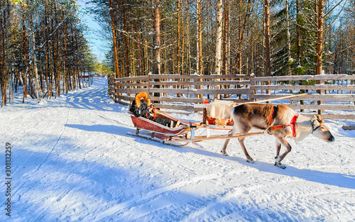 Woman on Reindeer sleigh in Finland in Rovaniemi at Lapland farm. Lady on Christmas sledge at winter sled ride safari with snow Finnish Arctic north pole. Fun with Norway Saami animals © Roman Babakin