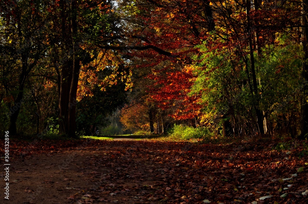path through an autumn forest on a sunny day