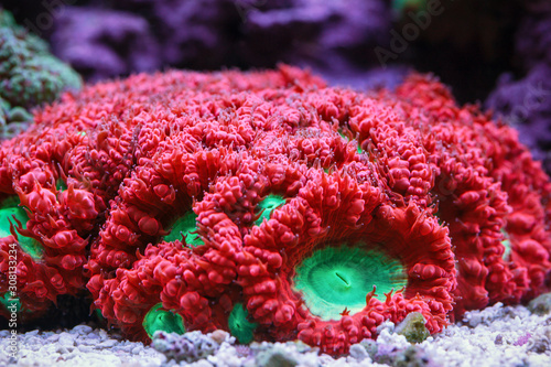 Fototapeta Naklejka Na Ścianę i Meble -  Underwater world. One of Blastomussa 's most beautiful sea corals.
