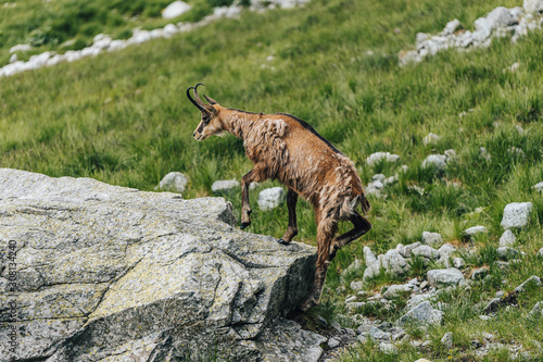 Chamois, Rupicapra rupicapra, on the green grass alpine meadow and rocky boulders. Wildlife animal with horns, Chamois. Alpine like landscape with chamois or mountain goat. Wild animals in the alps.