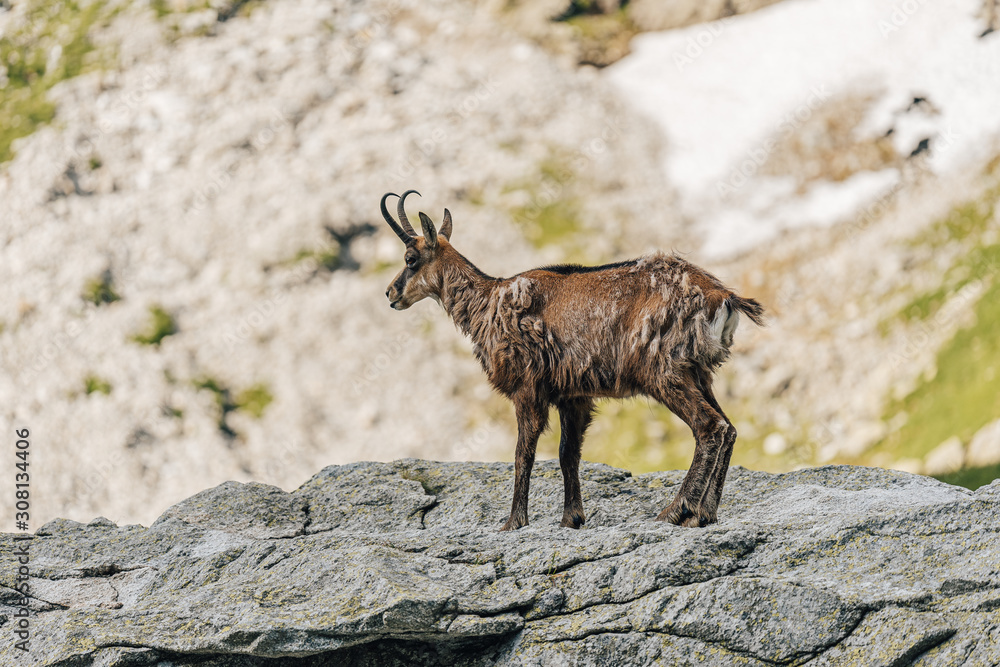 Chamois, Rupicapra rupicapra, on the green grass alpine meadow and rocky boulders. Wildlife animal with horns, Chamois. Alpine like landscape with chamois or mountain goat. Wild animals in the alps. Chamois, Rupicapra rupicapra, on the green grass alpine meadow and rocky boulders. Wildlife animal with horns, Chamois. Alpine like landscape with chamois or mountain goat. Wild animals in the alps.
