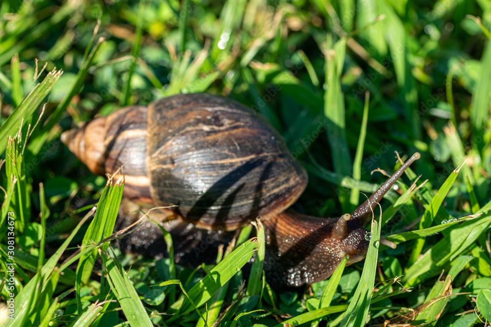 Giant African Snail (Achatina fulica) Entebbe, Uganda Giant African Snail (Achatina fulica) Entebbe, Uganda
