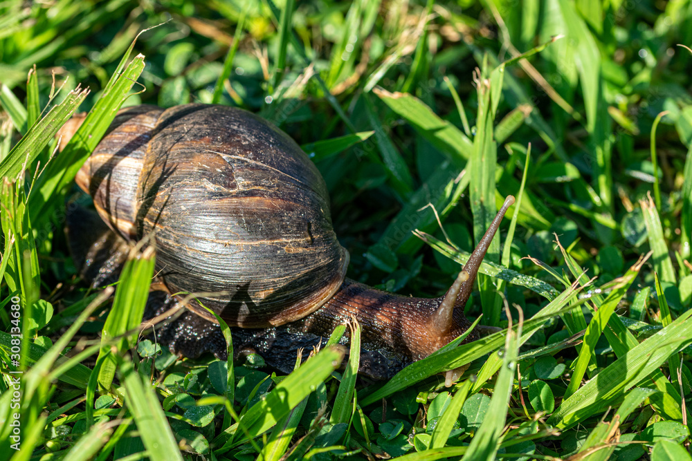 Giant African Snail (Achatina fulica) Entebbe, Uganda Giant African Snail (Achatina fulica) Entebbe, Uganda