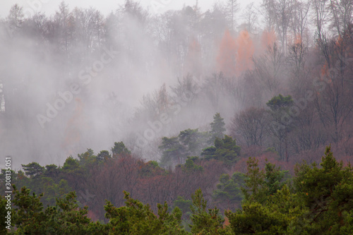 Aufziehender Nebel am winterlichen Wald
