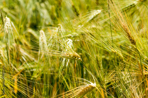 Ladakh, India - Aug 20 2019 - Wheat field at Likir Village in Ladakh, Jammu and Kashmir, India.