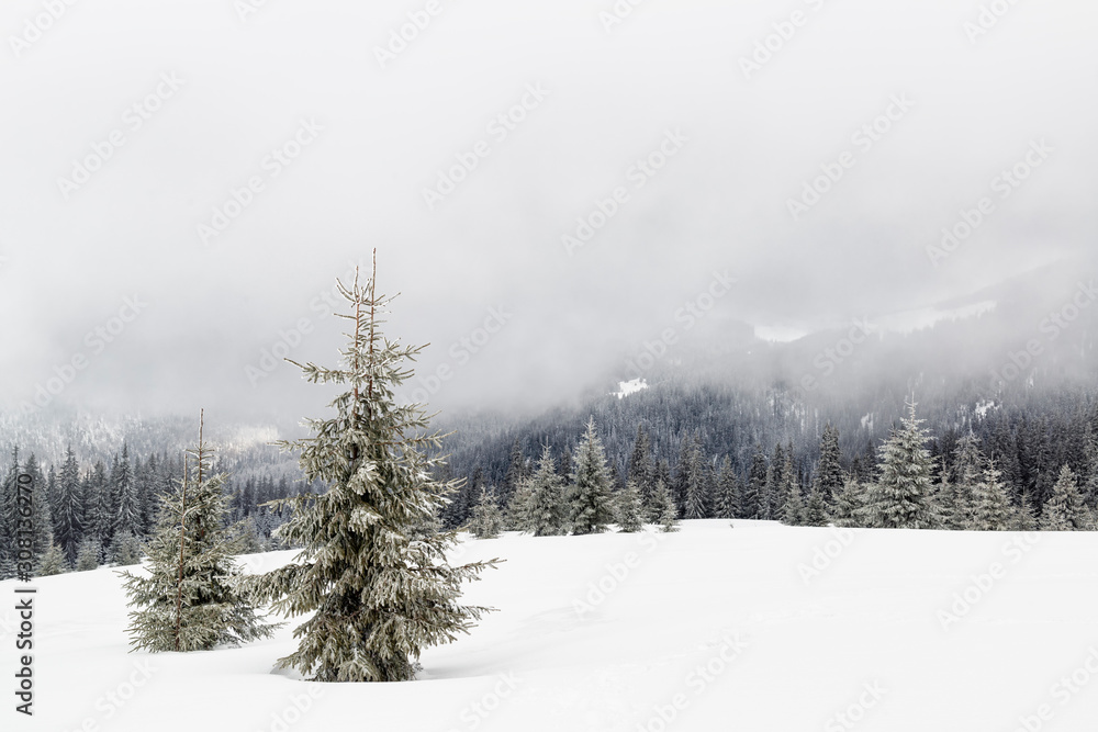 Christmas trees in the mountains Christmas trees in the mountains