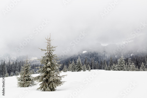 Christmas trees in the mountains