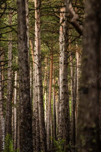 Pine trees forest, located near Lake Engolasters, in the Encamp parish of Andorra, is a lake formed in a glacial depression. It is located close to Andorra La Vella, the capital of Andorra. © Anastassiya