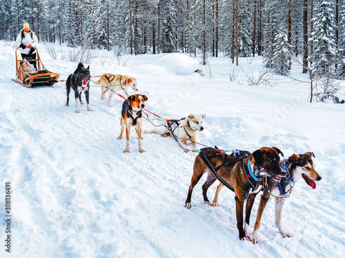 Woman with Husky family dog sled in winter Rovaniemi of Finland of Lapland. Person and Dogsled ride in Norway. Animal Sledding on Finnish farm, Christmas. Sleigh. Safari on sledge and Alaska landscape
