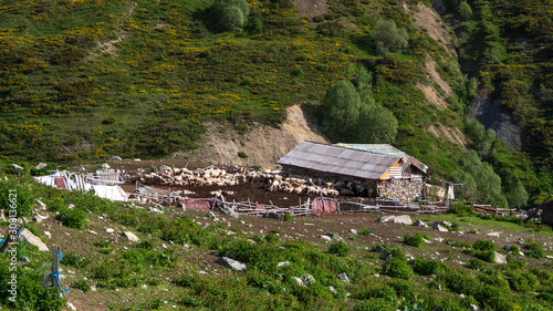 Canvas Print Landscape view of a traditional farmer house with sheep in the sheepfold