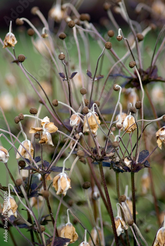 Japanese Anemone. Late autumn.