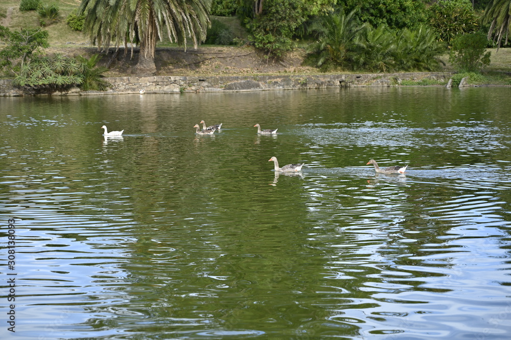 Ducks Ducks