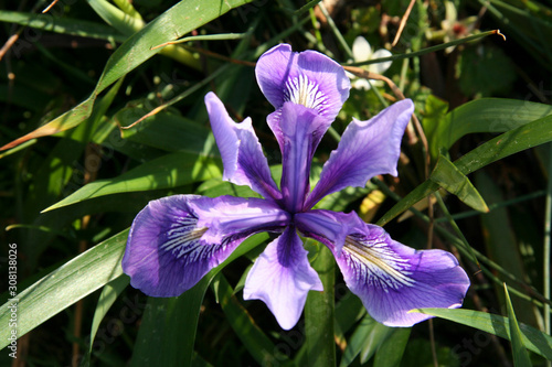 Iris flower blossom
