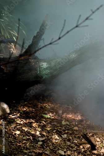 Rainforest with steam from volcanic fumaroles Rincon de la Vieja National Park, Costa Rica