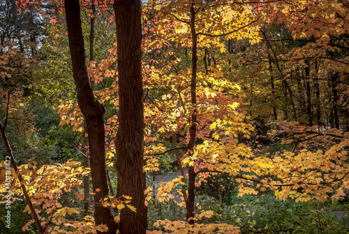 Autumn folliage in Ontario