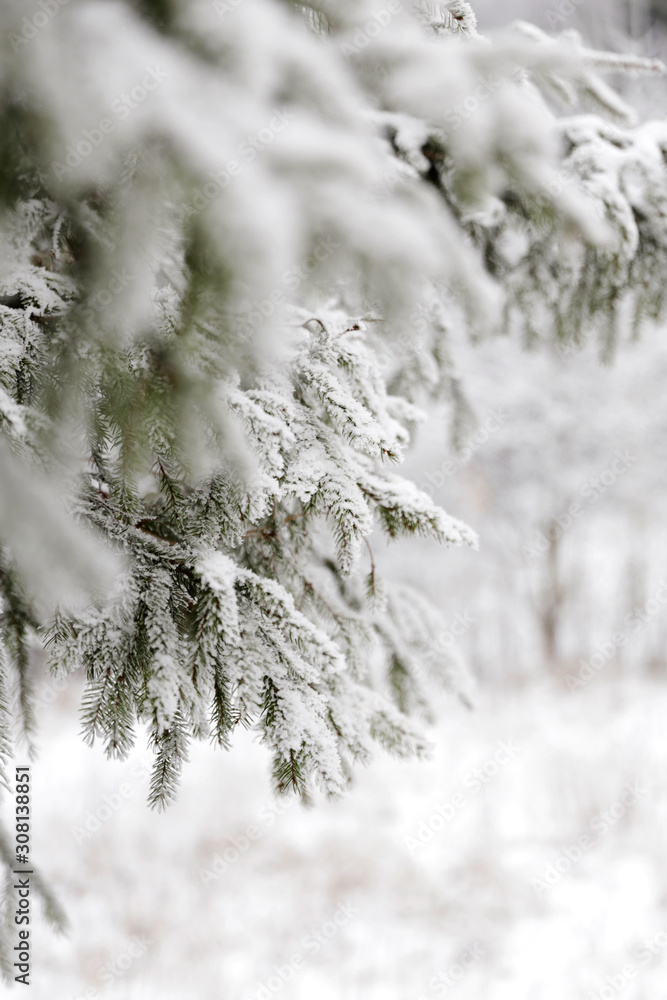 Winter tree covered with snow as background. Close up. Snow fir tree branches under snowfall. Winter detail.
