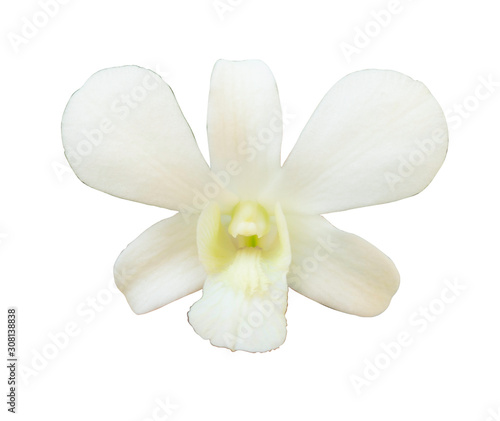 Beautiful flower Orchid, white phalaenopsis isolated on white background