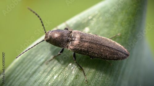 Golden colored click beetle on a green leaf photo