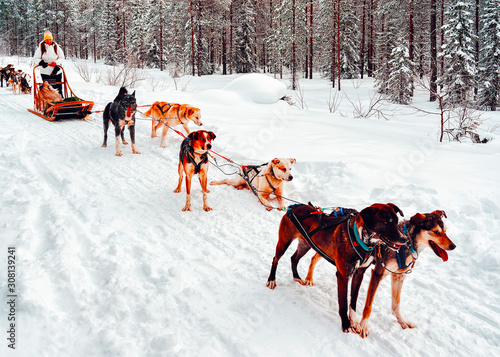 Woman with Husky family dog sled in winter Rovaniemi of Finland of Lapland. Person and Dogsled ride in Norway. Animal Sledding on Finnish farm, Christmas. Sleigh. Safari on sledge and Alaska landscape