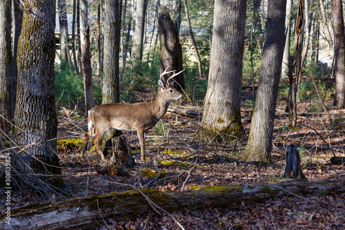 young buck deer