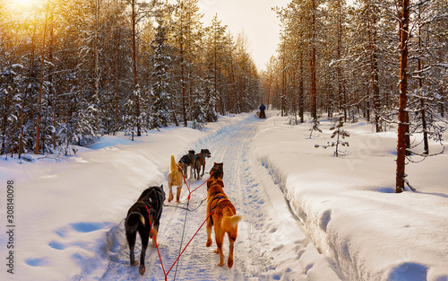 Husky family dog sled in winter Rovaniemi of Finland of Lapland. Dogsled ride in Norway. Animal Sledding on Finnish farm after Christmas. Fun on sleigh. Safari on sledge and Alaska landscape.